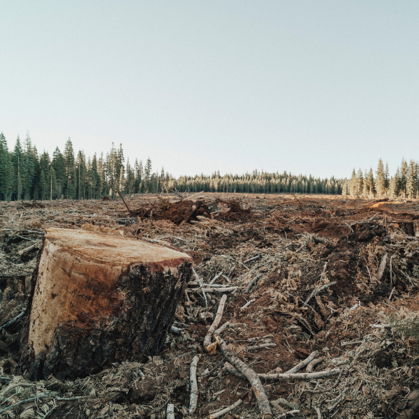 Why deforestation is bad